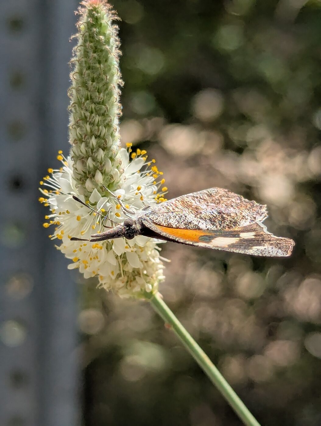 An American Snout on Mt. Lemmon, Aug. 30, 2026. Photo: Rachel Stringham via iNaturalist (CC BY).